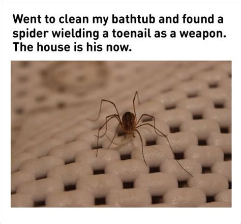 10+ Spider Memes!#12 We're scared of spiders for reasons. | Scared of ...