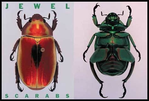 Jewel scarab - Alchetron, The Free Social Encyclopedia