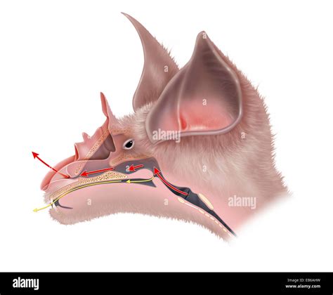 Bat Ear Anatomy