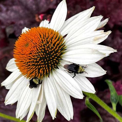 Echinacea KISMET White TERRA NOVA Nurseries Inc