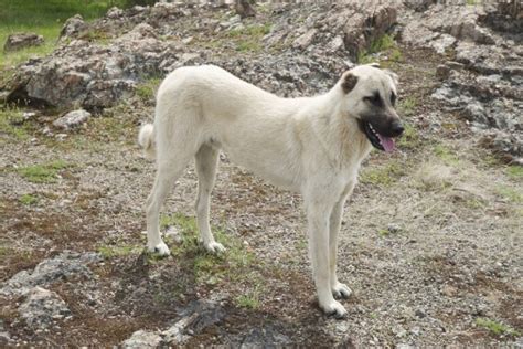 10 Turkish Dog Breeds You'll Love! - DogsPlanet.com