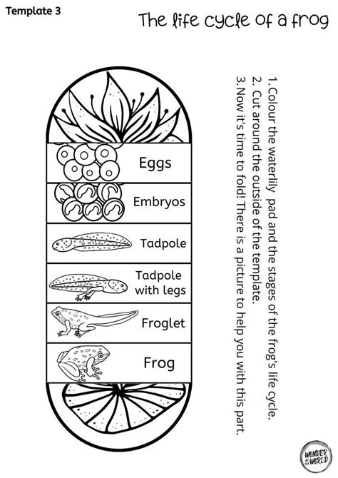 Frog Life Cycle Craft Template