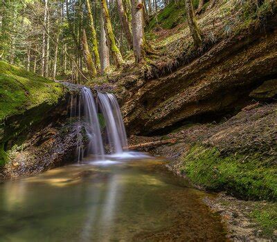 Waldwissen Sdw