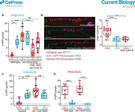 Figure 2 From Synaptic Protein Degradation Controls Sexually Dimorphic