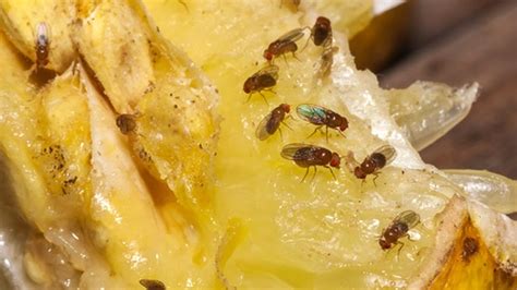 Trampas Efectivas Para Acabar Con La Mosca De La Fruta En Casa