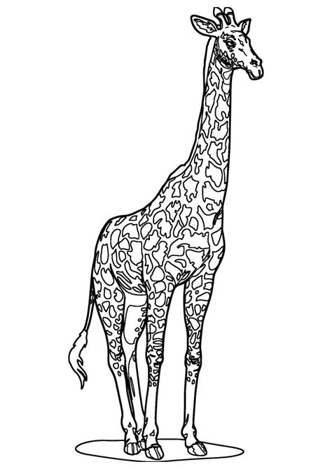 34 Desenhos De Girafas Para Colorir Desenhos Para Colorir