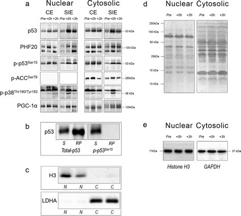 Representative Immunoblots P53 Antibody Specificity Subcellular Download Scientific Diagram