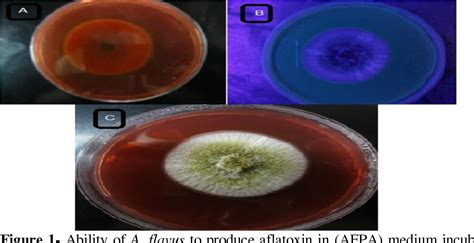 Figure 1 From Genetic Diversity Among Some Aspergillus Flavus Isolates