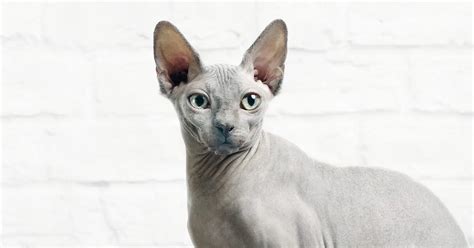 Sphynx Cats: Everything You Need To Know