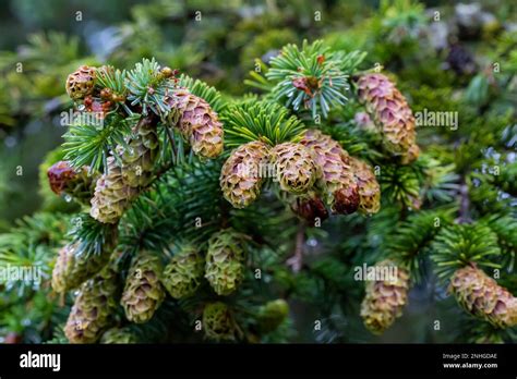 Cones Of Sitka Spruce Picea Sitchensis Which Thrives In The Coastal