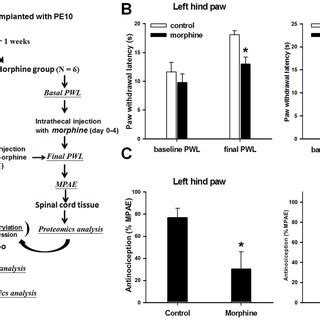 Experimental Protocol Nociception And Morphine Efficacy A Flow