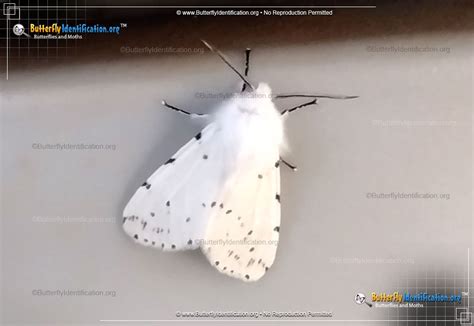 Fall Webworm Moth