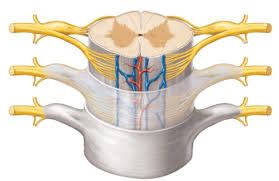 Ap Lab Exam Spinal Cord Nerves Diagram Quizlet