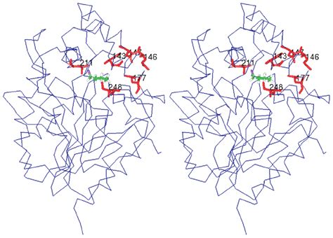 Stereo Picture Of The Three Dimensional Structure Of Haloalkane