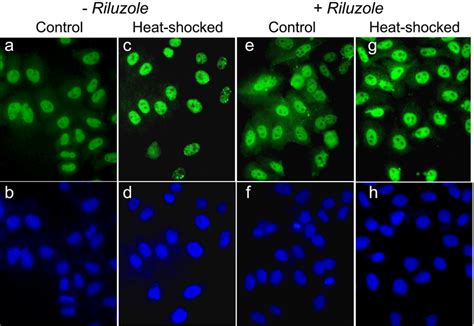 Hsf Immuno Fluorescence Photomicrographs Of Control And Heat Shocked