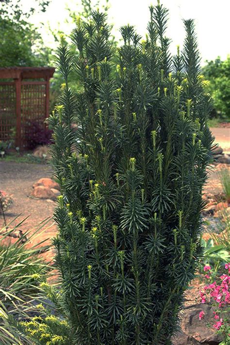 Buy Fastigiata Plum Yew Free Shipping Wilson Bros Gardens