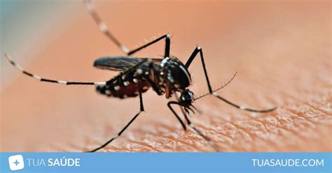 Sintomas de dengue clássica e hemorrágica teste online Tua Saúde