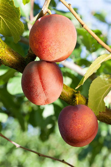 Prunus Domestica Avalon Bild Kaufen Gartenbildagentur