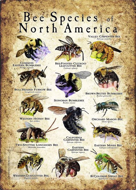 Types of Bees: How to Identify Different Bee Species