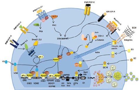 Main Signal Transduction Pathways And Protein DNA Interactions Involved