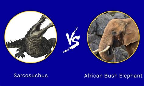 Epic Battles: The Largest Crocodile Ever vs An African Elephant - A-Z ...