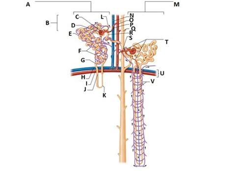 Juxtaglomerular Complex Of A Nephron Diagram Quizlet