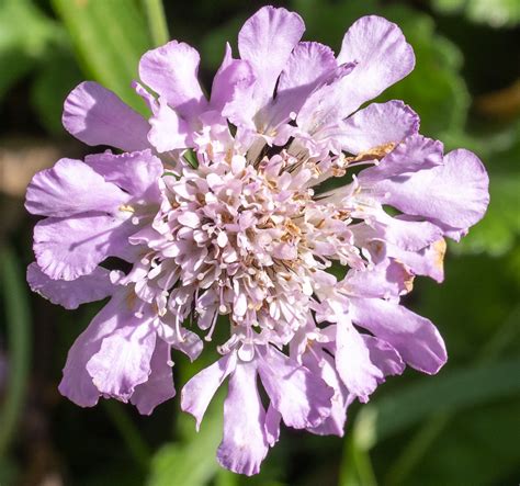 Tauben Skabiose Scabiosa Columbaria Im Garten Tauben Ska Flickr