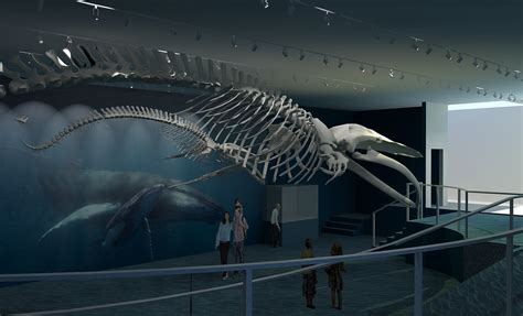 Humpback Whale Skeleton