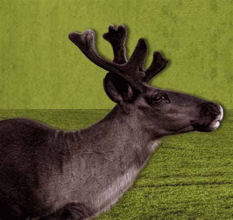 The Cultural And Ecological Value Of Boreal Woodland Caribou Habitat