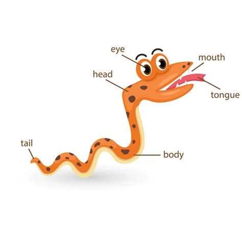 17 Snake mouth anatomy Vector Images, Snake mouth anatomy Illustrations ...