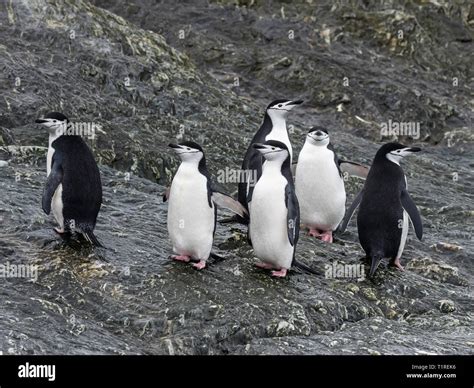 Antarctica south orkney islands hi-res stock photography and images - Alamy