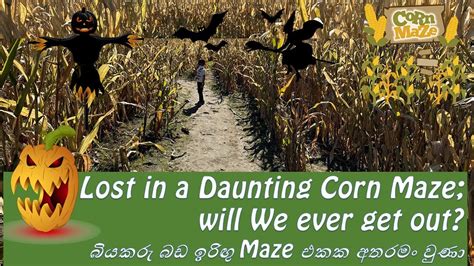 Got Lost In A Corn Maze බඩ ඉරිඟු Maze එකක අතරමං වුණා Youtube