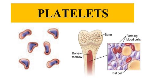 Platelets Thrombocytes Functions Of Platelets YouTube