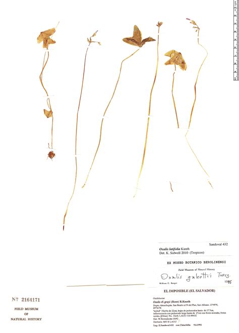 Oxalis Latifolia Herb Rio Rapid Reference The Field Museum