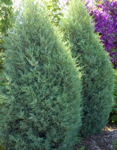 JUNIPER MEDORA UPRIGHT Morden Nurseries Garden Centre