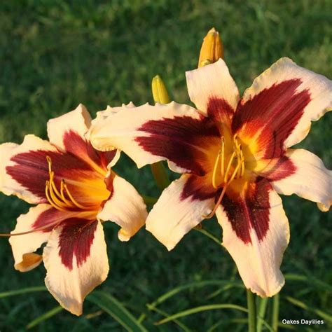 Wild Horses Daylily Striking Blooms Oakes Daylilies