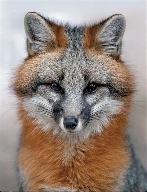 Gray Fox (Urocyon cinereoargenteus) | Grey fox, Pet fox, Fox pictures