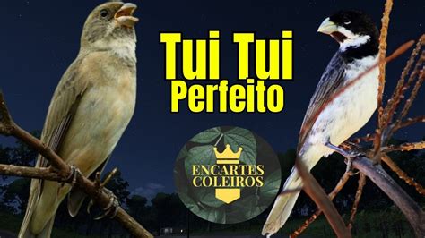 CANTO DO COLEIRO TUI TUI PARA ENSINAR COLEIRO E ESQUENTAR COLEIRO TUI