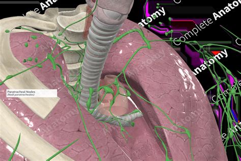 Paratracheal Nodes | Complete Anatomy