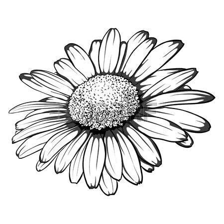 Pin By Ksuf Rud On Imprimibles Flower Drawing Daisy Drawing Daisy