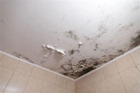 Expert Solutions For Ceiling Mold Safe Effective Removal