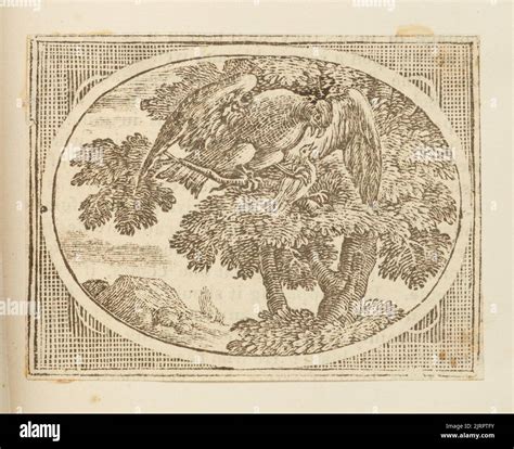 Wood Engraving England By Thomas Bewick Stock Photo Alamy