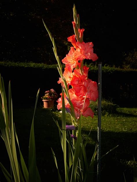 Gladiolus Tomorrow Free Photo On Pixabay Pixabay
