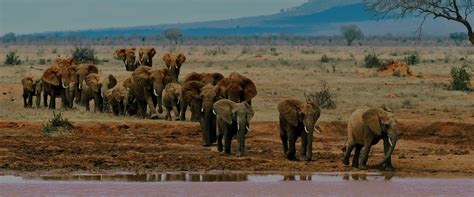 Days Masai Mara Amboseli Tsavo Park Lake Nakuru Safari