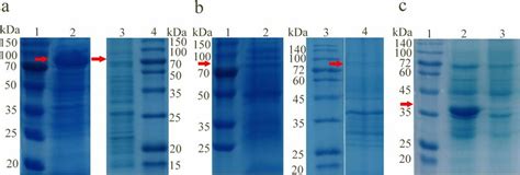 The Sds Page Analysis Of Crude Extracts Of E Coli Bl E Coli Bl