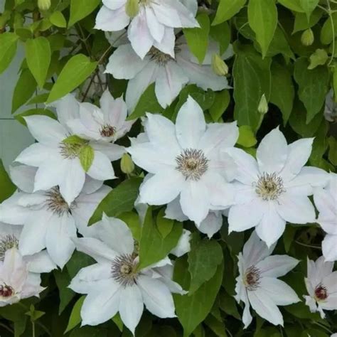 1pc Clematis Bulb Beautiful Climbing Plant