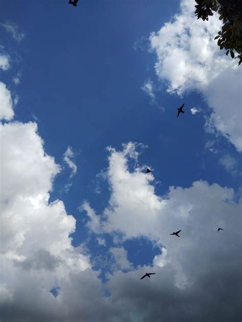 aku ingin mati saja kawan seperti daun kering melayang ke bumi seperti