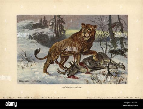 Uni N Le N De Las Cavernas Panthera Leo Spenaea Extinguida Subespecie