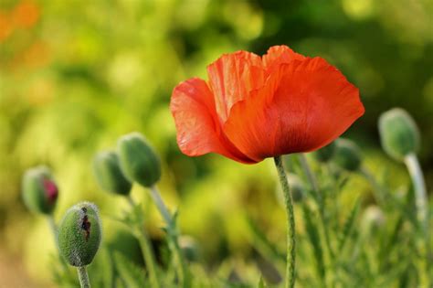 Images Gratuites La Nature Champ Prairie Fleur P Tale Printemps