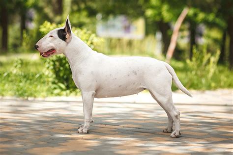 Bull Terrier Dog Breed Information